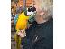 PoulaTo: Tame Blue και Gold Macaw 12mths με το κλουβί και τα παιχνίδια